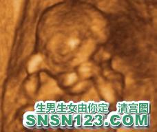 怀孕80天宝宝发育图