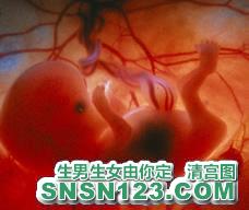 怀孕74天宝宝发育图