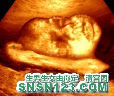 怀孕229天宝宝发育图