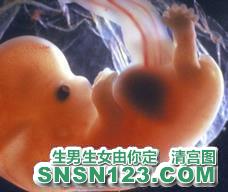 怀孕64天宝宝发育图